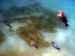 Sea of Cortez Tangs by Eric Roderick 